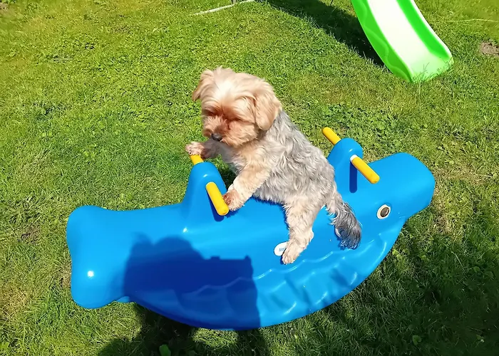 Sweet En Gaume * Chiny